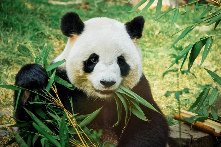 Google Panda Updates For Content